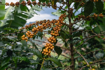 Brazil - Mogiana Coffee